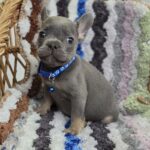 Garfield-male-french-bulldog-puppy-for-sale-1 (4)