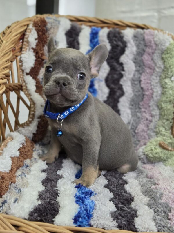 Garfield French Bulldog Garfield French Bulldog