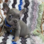 Garfield-male-french-bulldog-puppy-for-sale-1 (5)