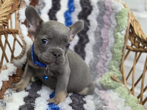 Garfield French Bulldog Garfield French Bulldog