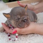 Gemma-female-french-bulldog-puppy-for-sale-1 (1)