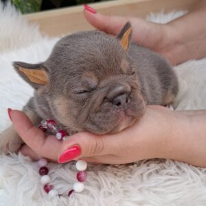 Gemma French Bulldog