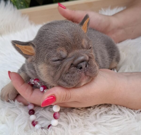 Gemma French Bulldog