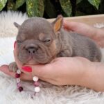 Gemma-female-french-bulldog-puppy-for-sale-1 (2)