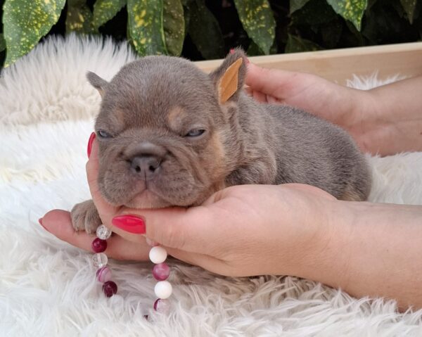 Gemma French Bulldog