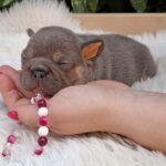 Gemma-female-french-bulldog-puppy-for-sale-1 (3)