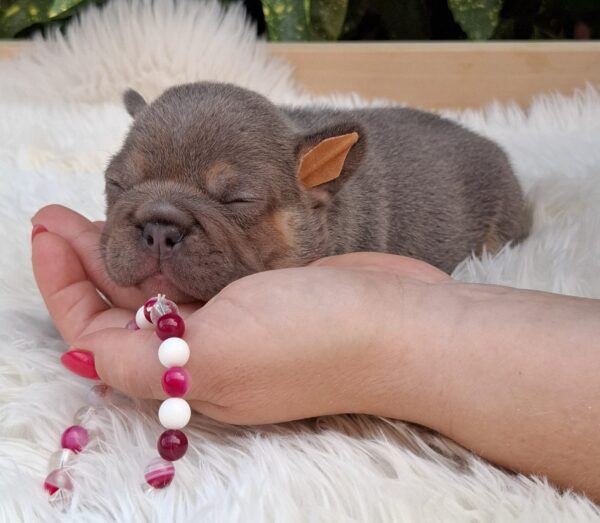 Gemma French Bulldog