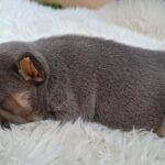 Gemma-female-french-bulldog-puppy-for-sale-1 (4)