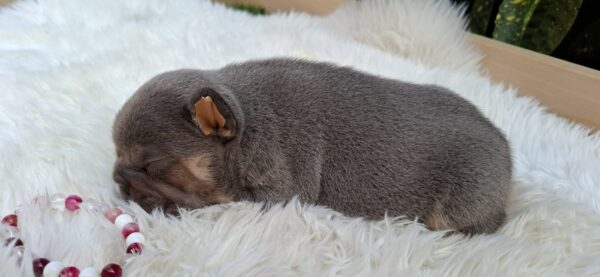 Gemma French Bulldog