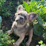 Genry-male-French-bulldog-puppy-for-sale-1