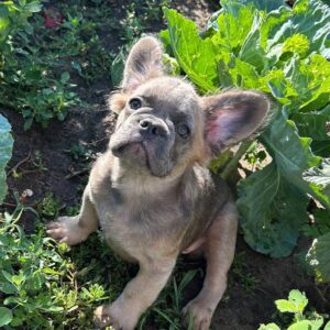 Genry Fluffy French Bulldog