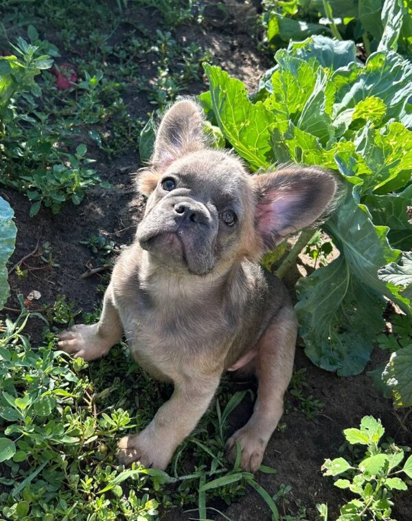 Genry Fluffy French Bulldog Genry Fluffy French Bulldog