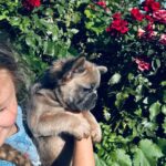 Genry-male-French-bulldog-puppy-for-sale-2