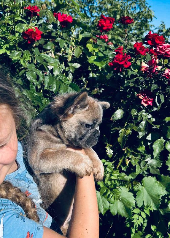 Genry Fluffy French Bulldog Genry Fluffy French Bulldog