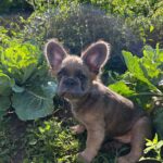 Genry-male-French-bulldog-puppy-for-sale-3