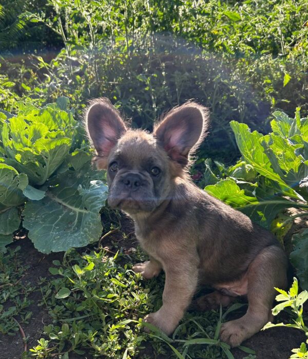 Genry Fluffy French Bulldog Genry Fluffy French Bulldog
