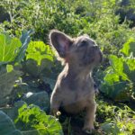 Genry-male-French-bulldog-puppy-for-sale-4