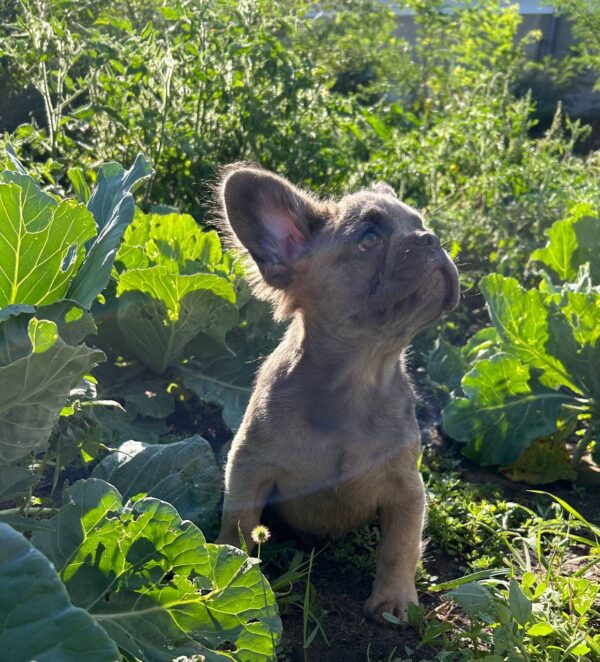Genry Fluffy French Bulldog Genry Fluffy French Bulldog