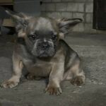 Genry-male-French-bulldog-puppy-for-sale-5