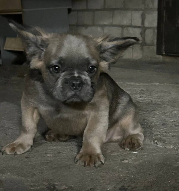 Genry Fluffy French Bulldog Genry Fluffy French Bulldog