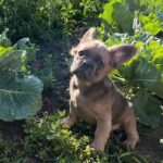 Genry-male-French-bulldog-puppy-for-sale-6