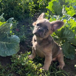 Genry Fluffy French Bulldog