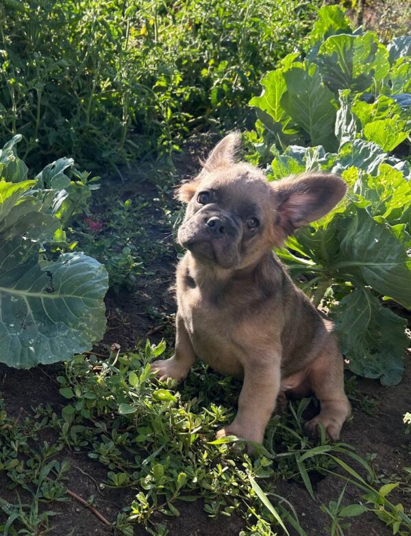 Genry Fluffy French Bulldog Genry Fluffy French Bulldog
