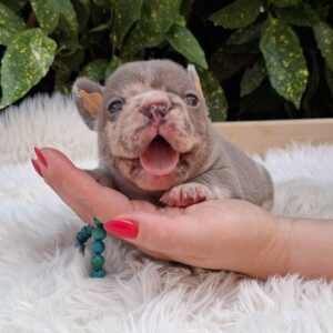 George French Bulldog