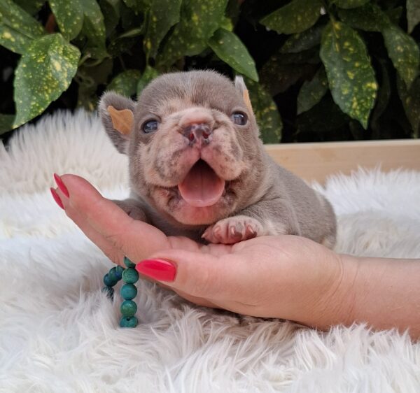 George French Bulldog