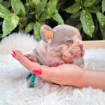 George-male-french-bulldog-puppy-for-sale-1 (2)