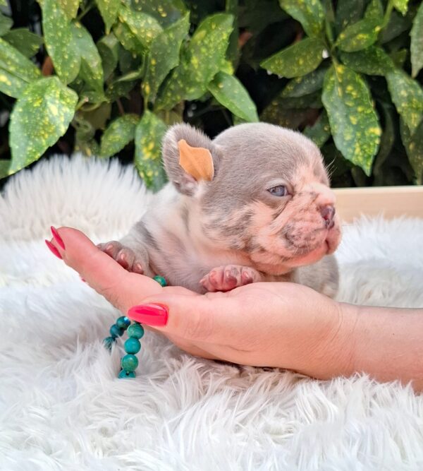 George French Bulldog