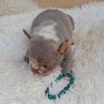 George-male-french-bulldog-puppy-for-sale-1 (3)