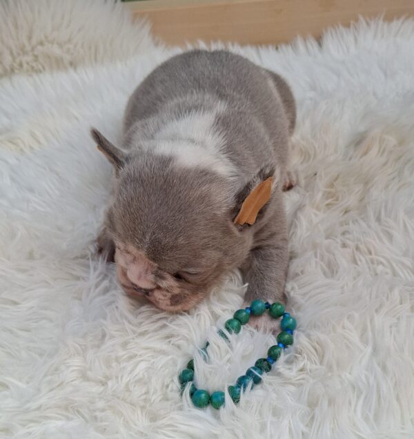 George French Bulldog