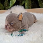 George-male-french-bulldog-puppy-for-sale-1 (4)
