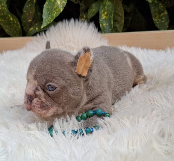 George French Bulldog