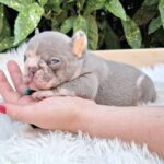 George-male-french-bulldog-puppy-for-sale-1 (5)
