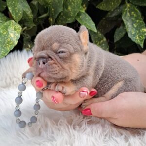 Gerald French Bulldog