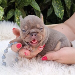 Gerald French Bulldog