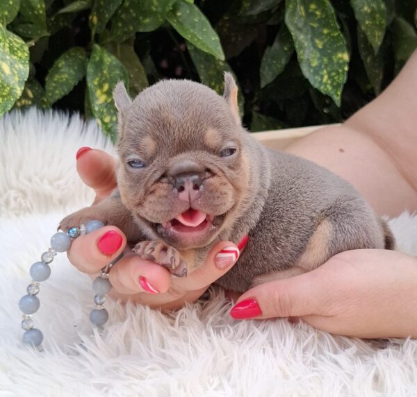 Gerald French Bulldog