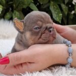 Gerald-male-french-bulldog-puppy-for-sale-1 (3)