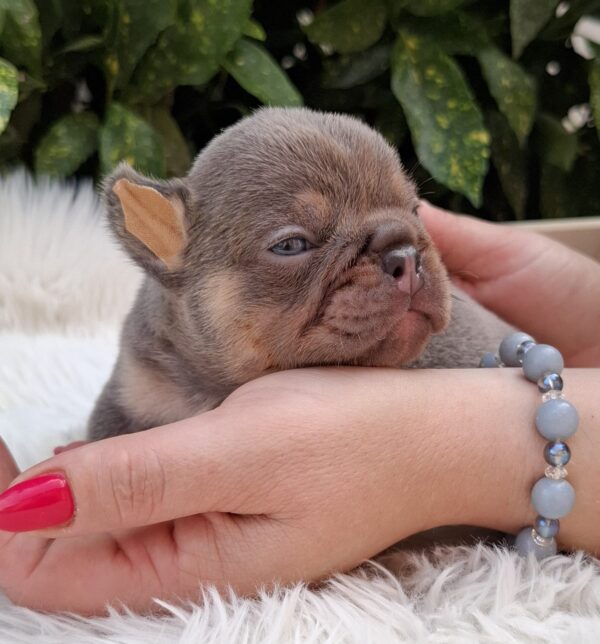 Gerald French Bulldog