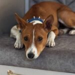 Gerra-female-Basenji-puppy-for-sale-1