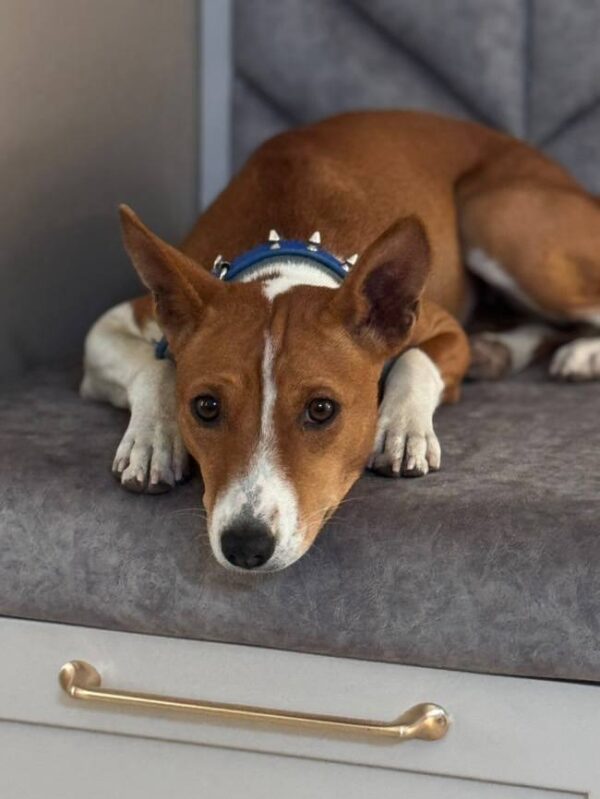 Gerra Basenji Gerra Basenji