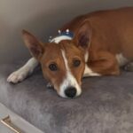 Gerra-female-Basenji-puppy-for-sale-2