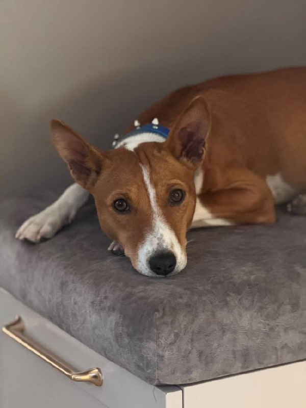 Gerra Basenji Gerra Basenji