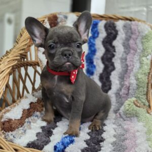 Glafira French Bulldog