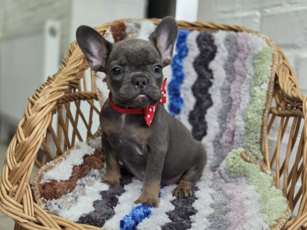 Glafira French Bulldog Glafira French Bulldog