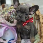 Glafira-female-french-bulldog-puppy-for-sale-1 (2)