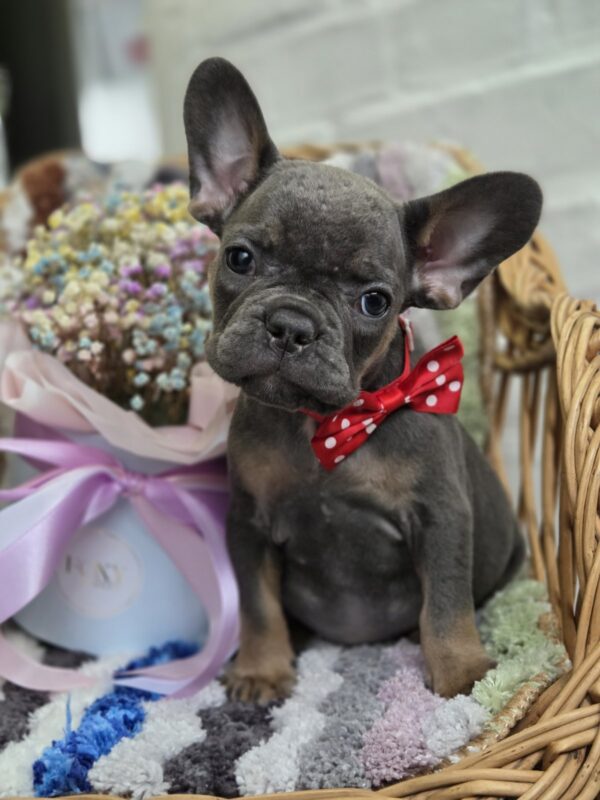 Glafira French Bulldog Glafira French Bulldog