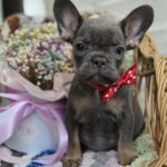 Glafira-female-french-bulldog-puppy-for-sale-1 (3)